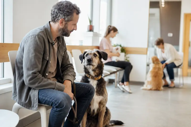 Ein Chien d'Artois sitzt ruhig neben seinem Besitzer im hellen Wartezimmer einer modernen Tierarztpraxis.